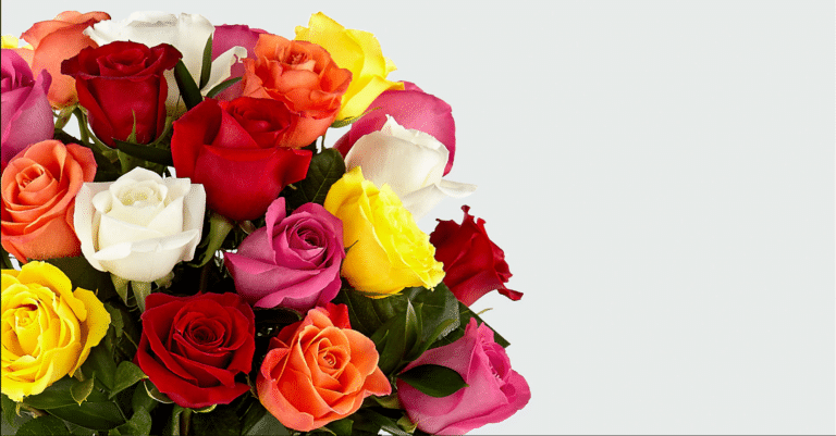 A bouquet of multicolored roses, used as a thank-you image for SRAS's partners.
