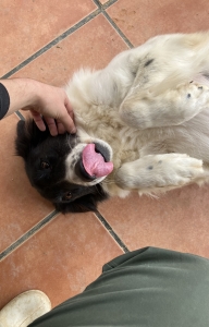 At the animal shelter in Tunisia