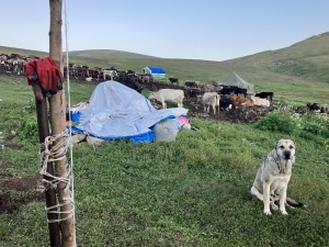 Shepherd hut and animals in Armenia