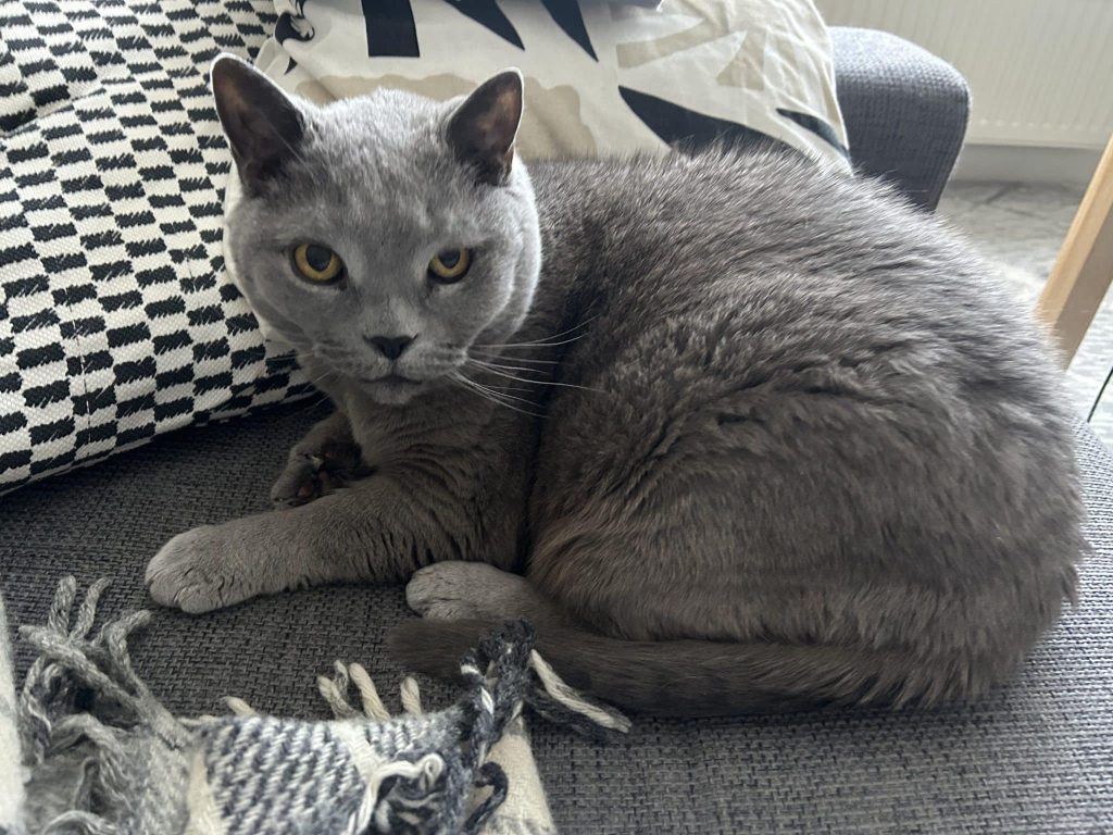 My host mother’s Russian blue cat.