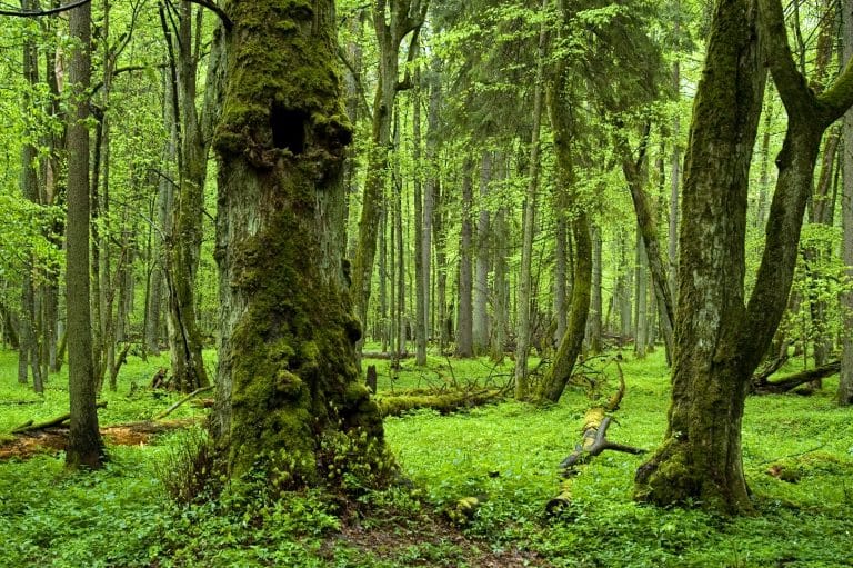 Lush, green Bialowieza Forest spans Belarus and Poland. Study Belarusian Studies in Warsaw.