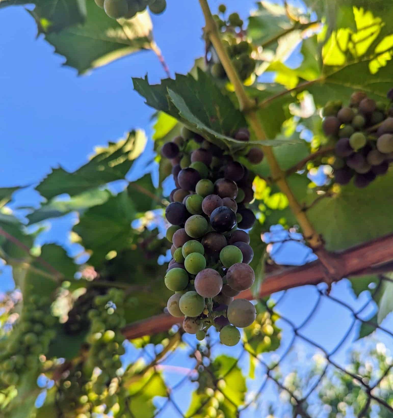 Molodan grapes are part of a long history of wine making in Moldova.